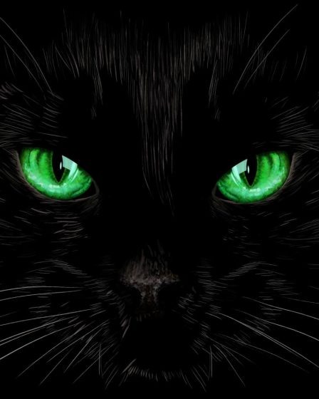 Cosa fare se il gatto non mangia