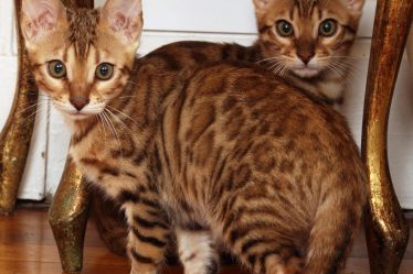 Cosa fare se il gatto si lecca troppo