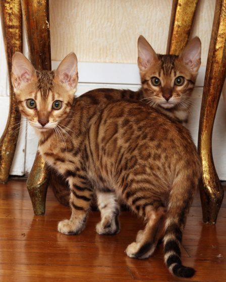 Cosa fare se il gatto si lecca troppo