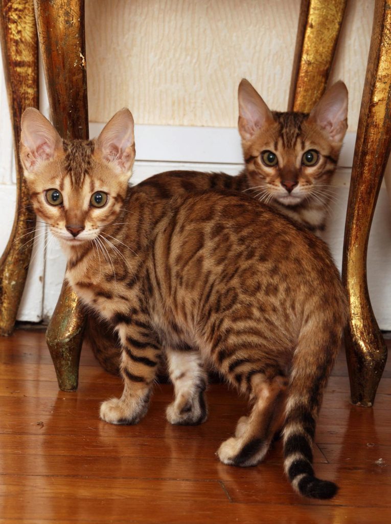 Cosa fare se il gatto si lecca troppo