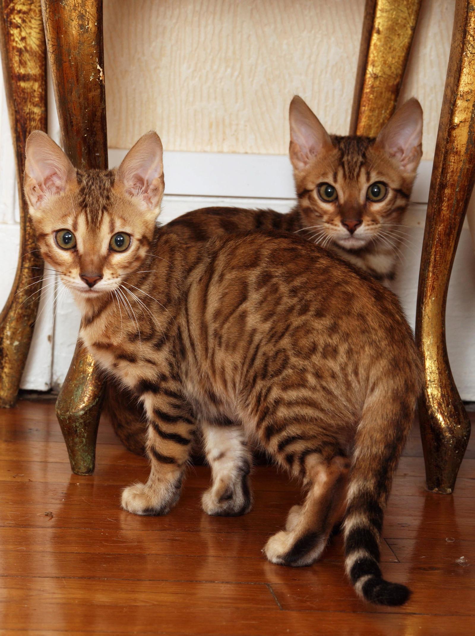 Cosa fare se il gatto si lecca troppo