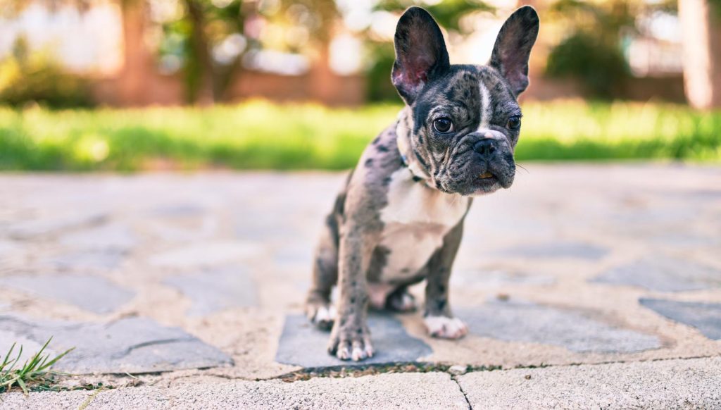 Cosa fare se ti morde un cane