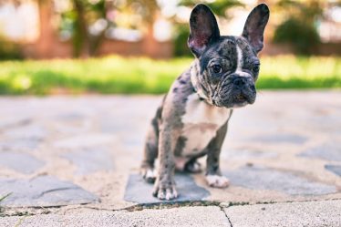 Cosa fare se ti morde un cane