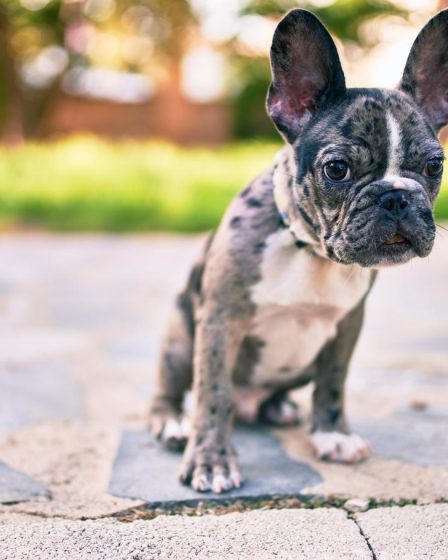 Cosa fare se ti morde un cane