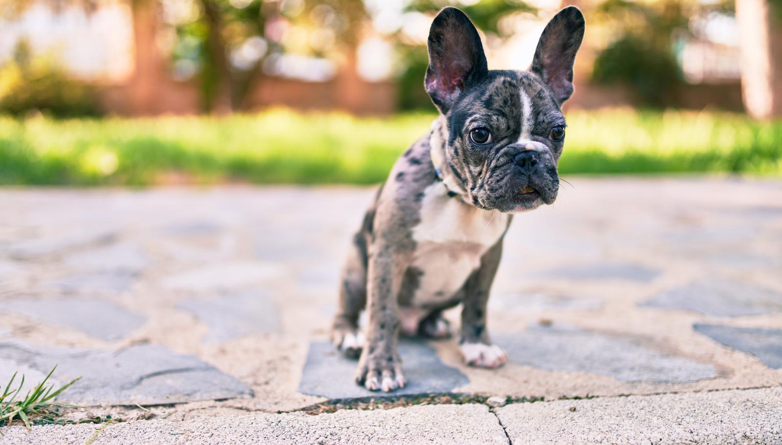 Cosa fare se ti morde un cane