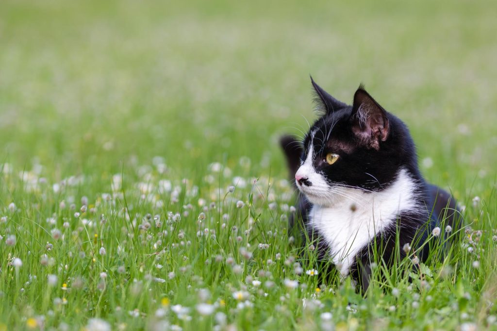 Cosa fare se un gatto ti morde