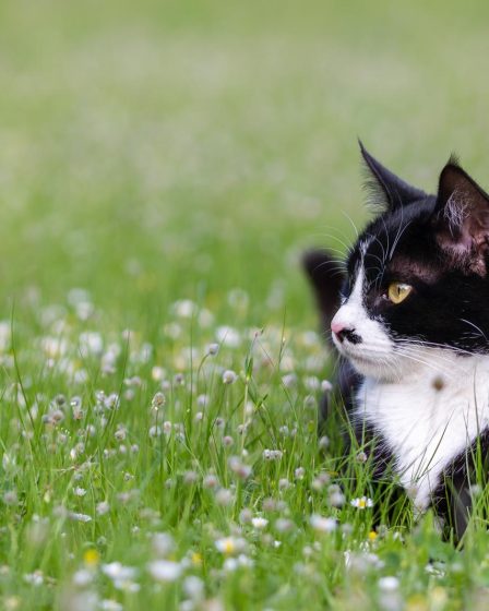 Cosa fare se un gatto ti morde
