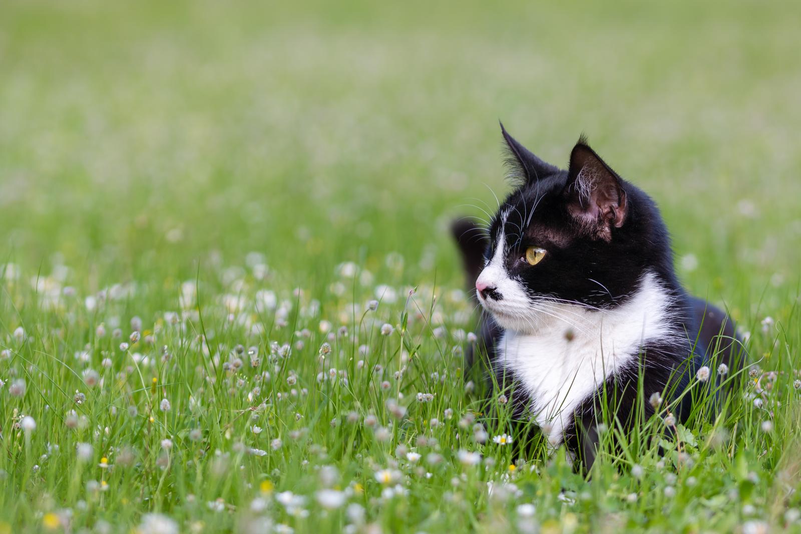 Cosa fare se un gatto ti morde