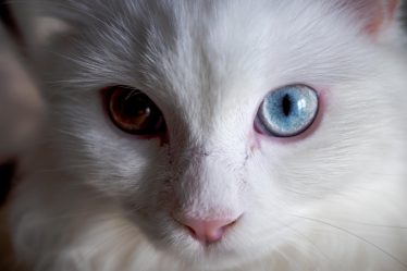 Cosa mangia un gatto di 2 mesi