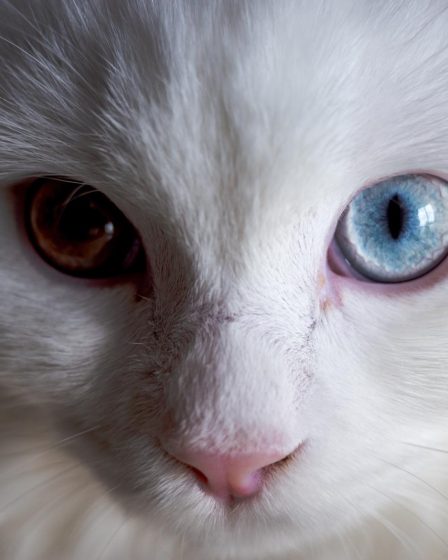 Cosa mangia un gatto di 2 mesi