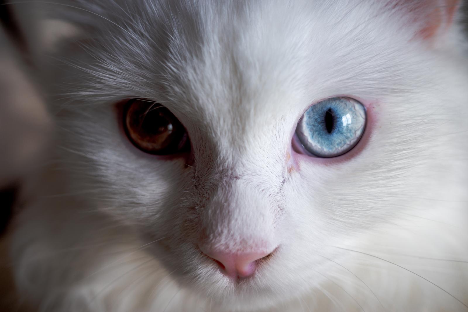 Cosa mangia un gatto di 2 mesi