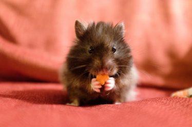 Cosa mangiano i criceti piccoli