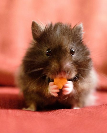 Cosa mangiano i criceti piccoli