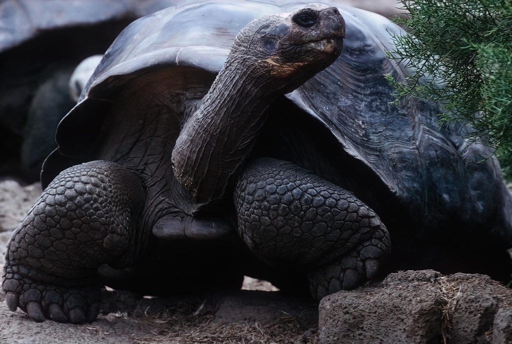 Cosa mettere nel terrario per tartarughe di terra