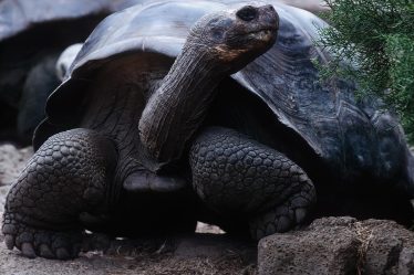 Cosa mettere nel terrario per tartarughe di terra