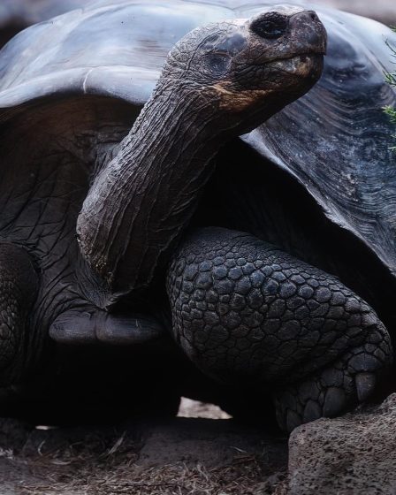 Cosa mettere nel terrario per tartarughe di terra