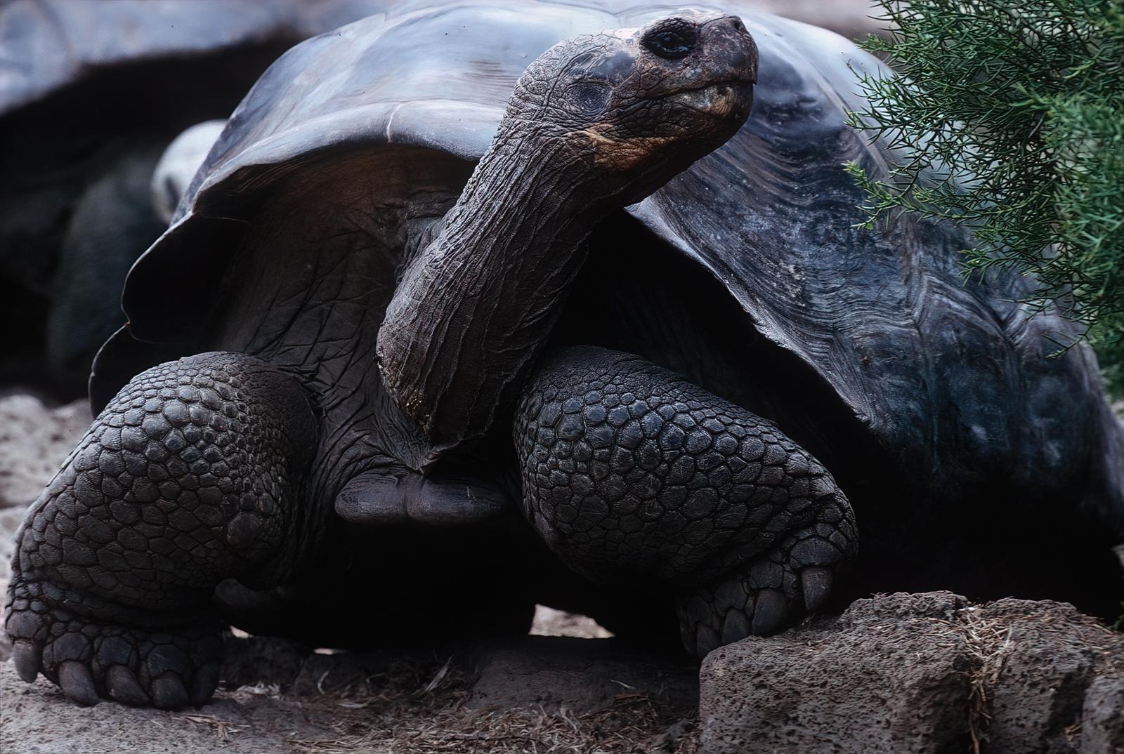 Cosa mettere nel terrario per tartarughe di terra