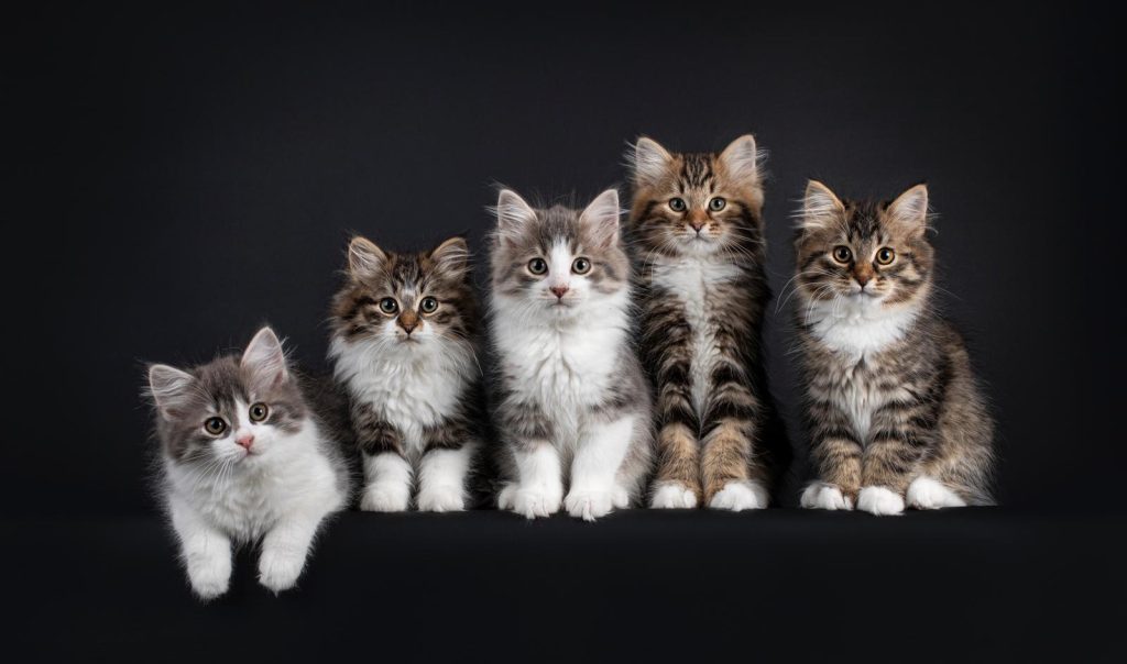 Cosa non possono mangiare i gatti