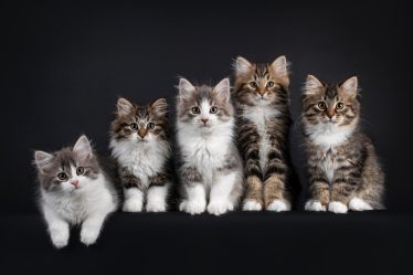 Cosa non possono mangiare i gatti
