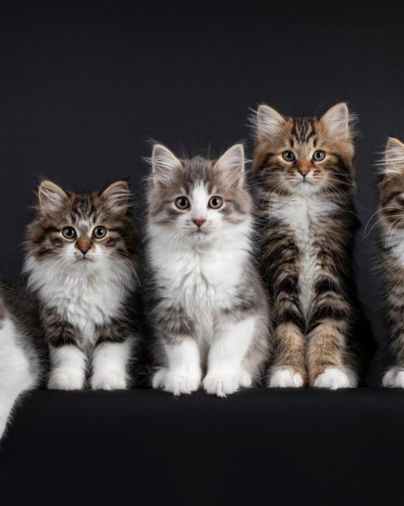 Cosa non possono mangiare i gatti