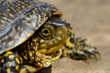Cosa non possono mangiare le tartarughe di terra