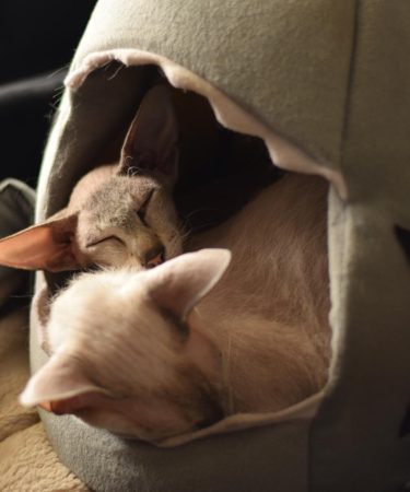 Cosa piace ai gatti