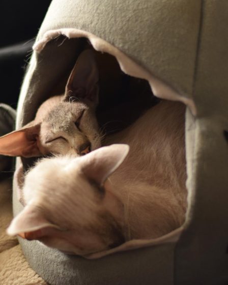 Cosa piace ai gatti