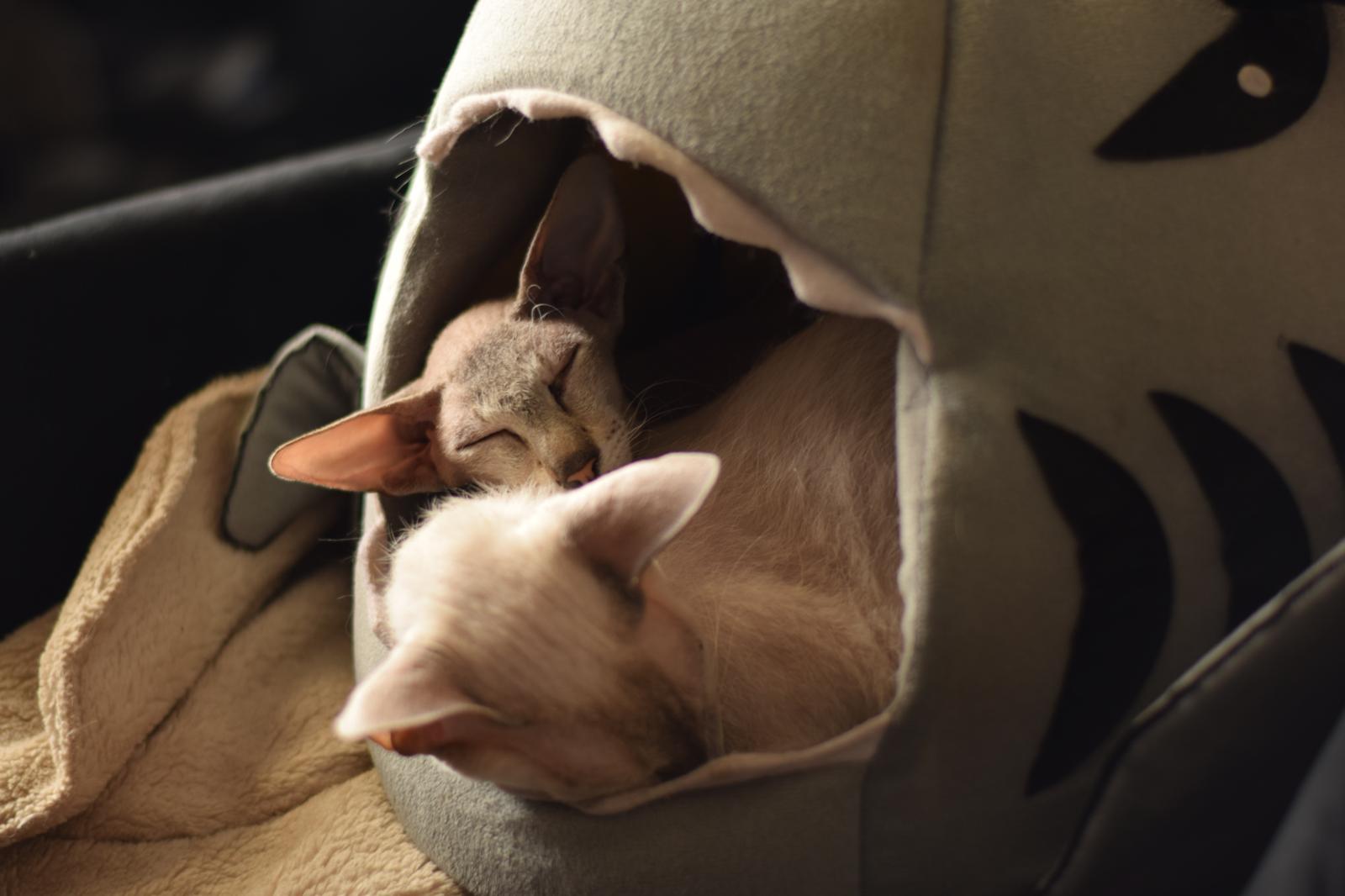 Cosa piace ai gatti