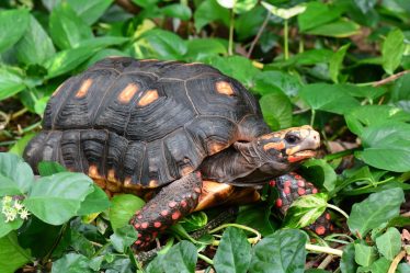 Cosa possono mangiare le tartarughe di terra