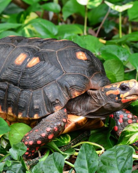 Cosa possono mangiare le tartarughe di terra