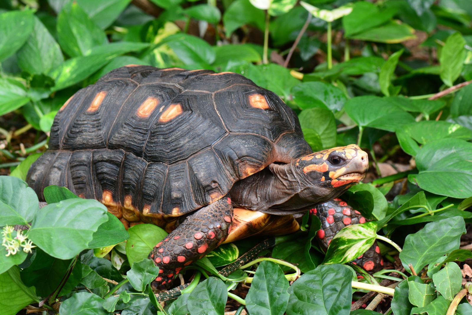 Cosa possono mangiare le tartarughe di terra