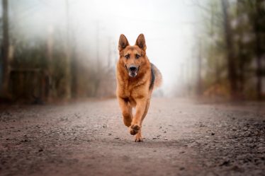 Cosa può mangiare un cane