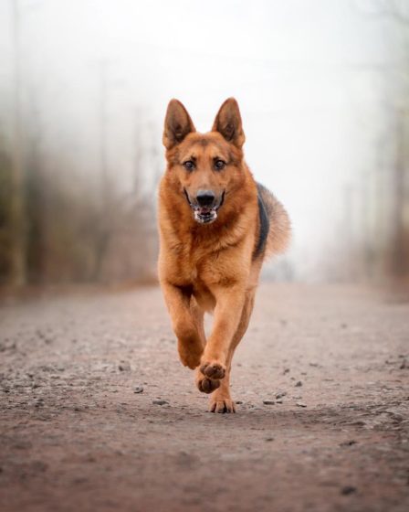 Cosa può mangiare un cane
