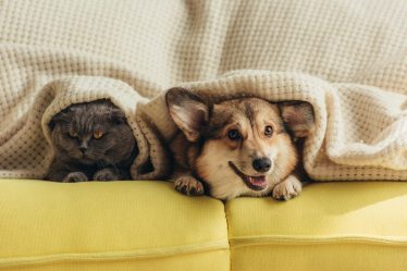Cosa può mangiare un cucciolo di cane di 2 mesi