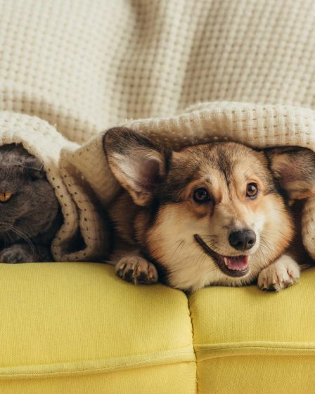 Cosa può mangiare un cucciolo di cane di 2 mesi
