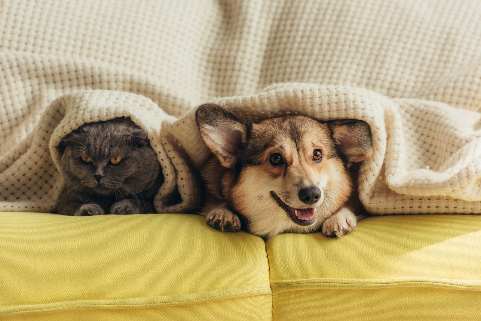 Cosa può mangiare un cucciolo di cane di 2 mesi