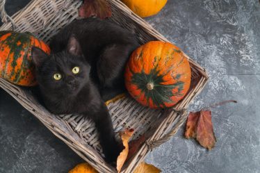Cosa significa quando il gatto impasta