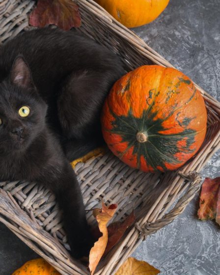 Cosa significa quando il gatto impasta