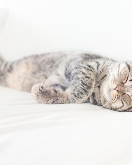 Cosa sognano i gatti