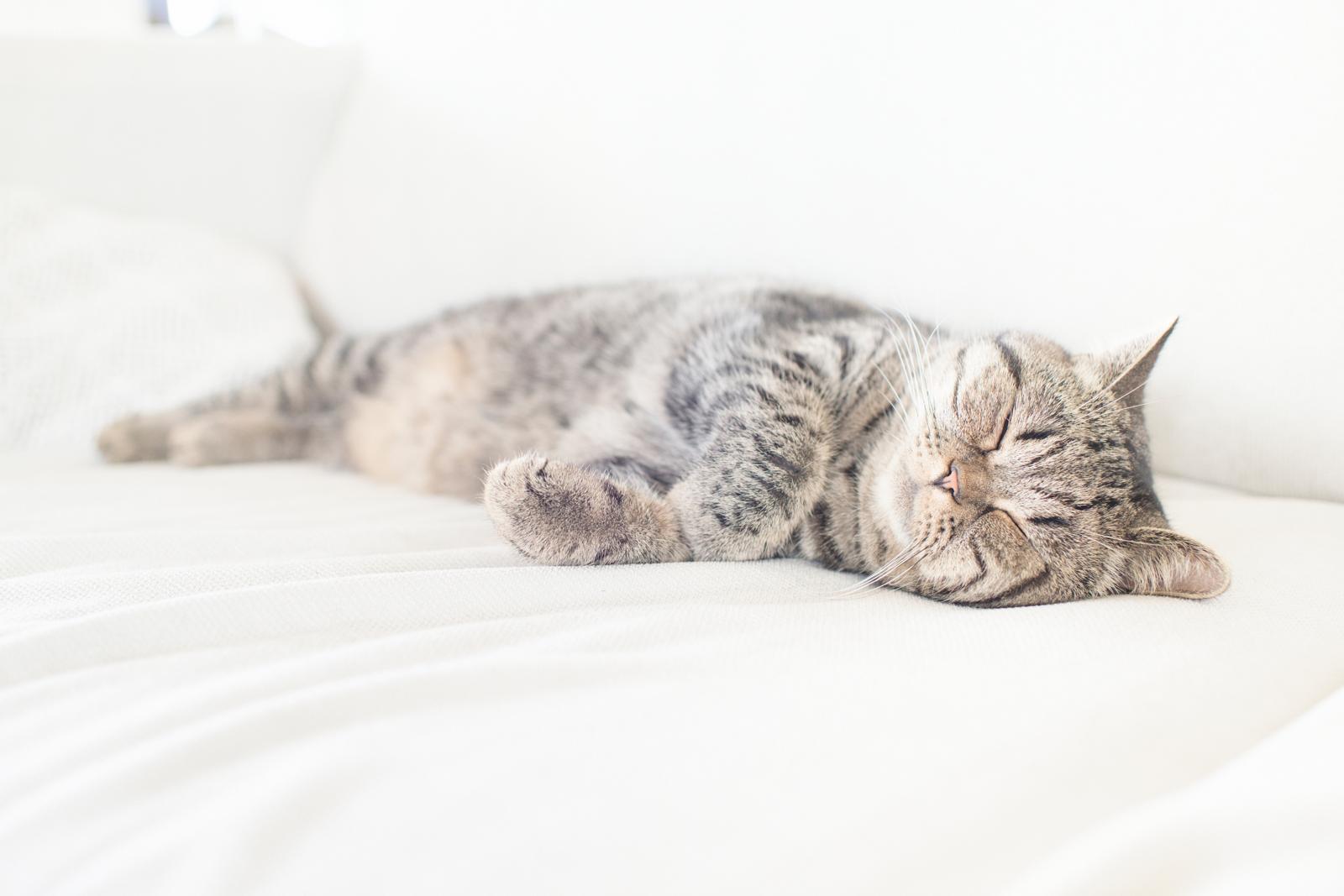 Cosa sognano i gatti