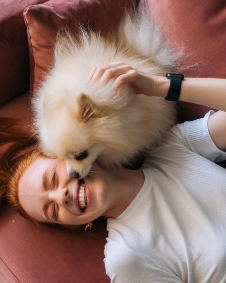 Cosa succede se il cane mangia le crocchette del gatto