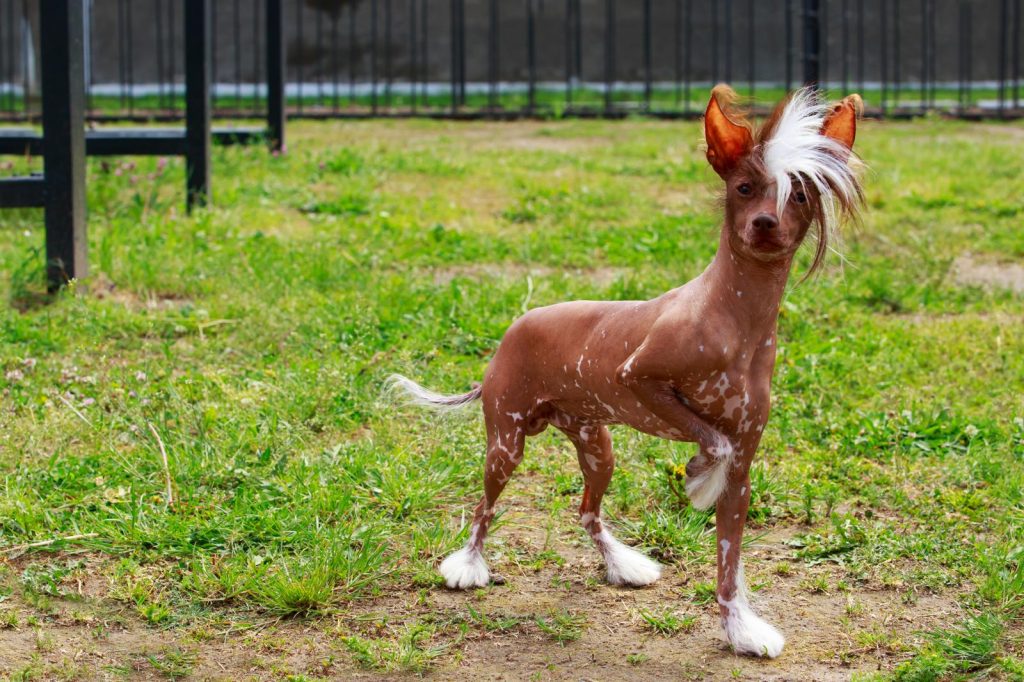 Cosa succede se un cane mangia il cioccolato