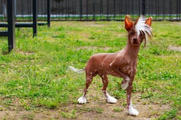 Cosa succede se un cane mangia il cioccolato