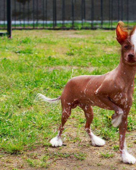 Cosa succede se un cane mangia il cioccolato