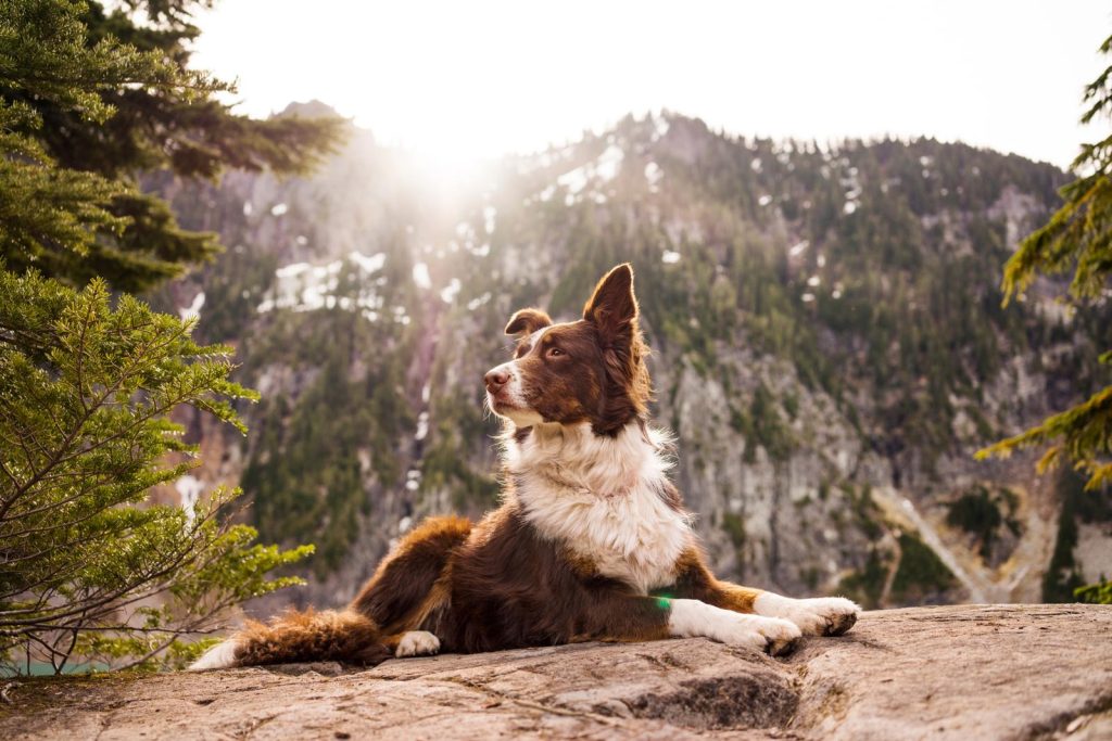 Cosa vuol dire quando il cane ti lecca la faccia