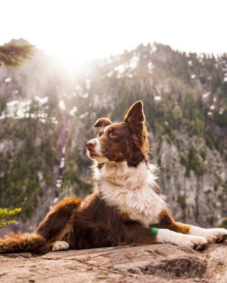 Cosa vuol dire quando il cane ti lecca la faccia