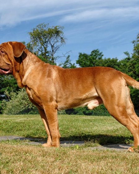 Cosa vuol dire quando il cane ti lecca la mano