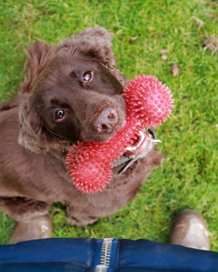 Cosa vuol dire quando il cane ti lecca l'orecchio