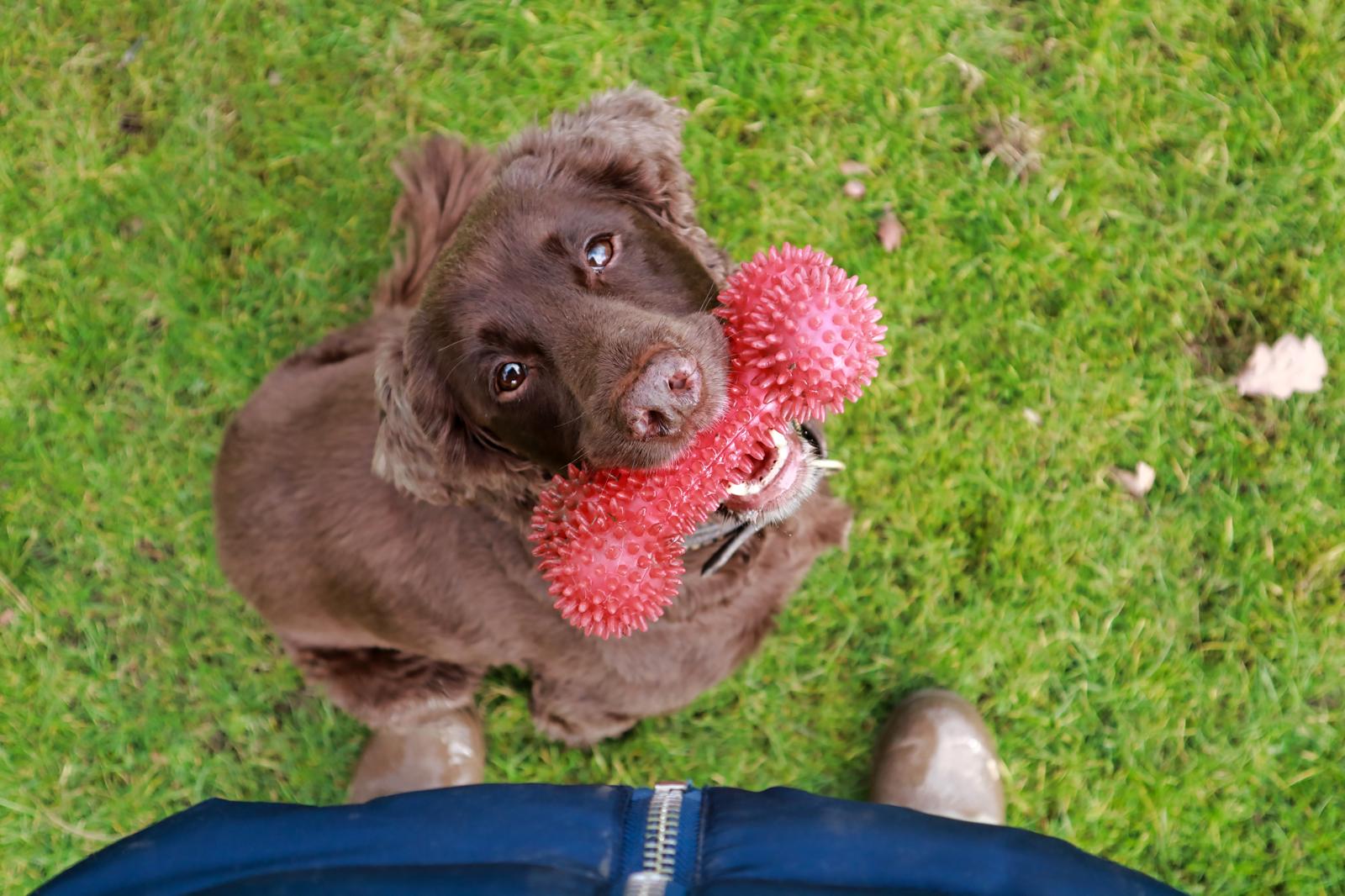 Cosa vuol dire quando il cane ti lecca l'orecchio