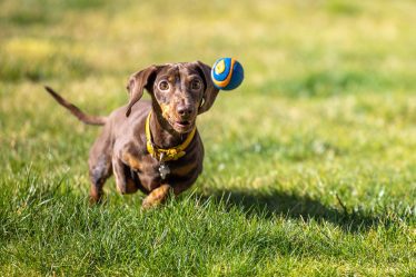 Cosa vuol dire quando il cane ti mordicchia